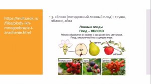 Плоды и семена