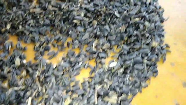 3 ноября 2021 г.Очистка подсолнуха. смотреть онлайн