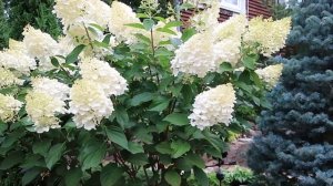 МЕТЕЛЬЧАТАЯ ГОРТЕНЗИЯ- SILVER DOLLAR -2023