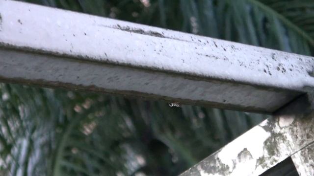 Spider Hunt, Take 3 смотреть онлайн