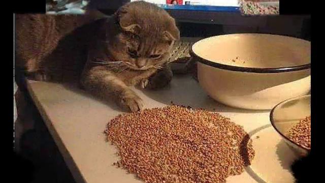 Животный мир Братья наши меньшие Кошки Гурманы смотреть онлайн