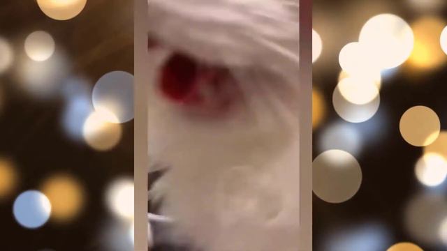 Кошки Смешная Видео Подборка - Видео 30 - 17:37 Минуты