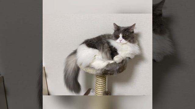 Cat Munchkin Napoleon shake your tail смотреть онлайн