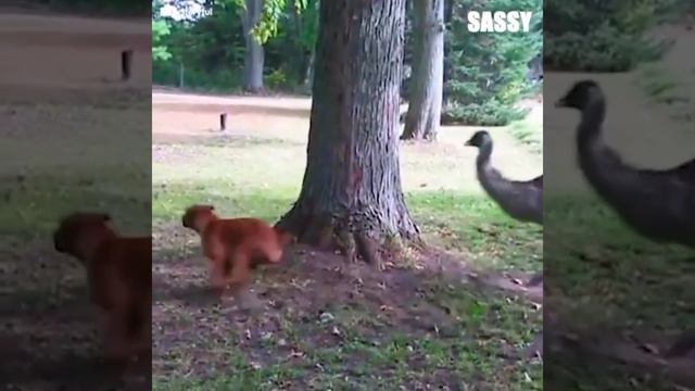 Смешные моменты из жизни животных 🤣 смотреть онлайн