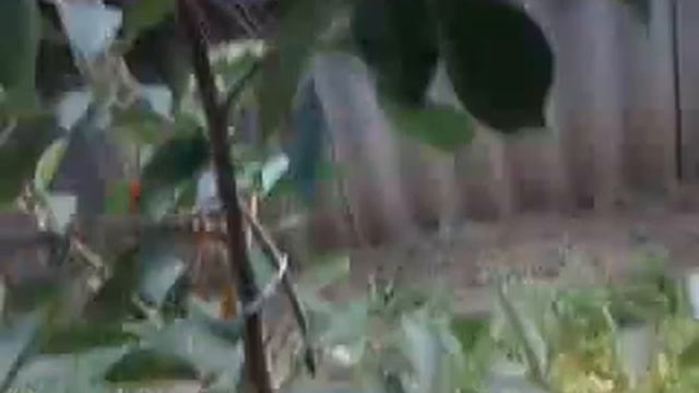 Бабушкин и дедушкин огород :) смотреть онлайн