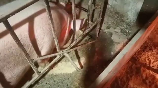Свиноматка злая, не пускает к поросятам! смотреть онлайн