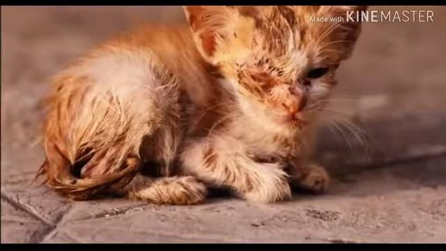 Уродливый кот. Стих смотреть онлайн