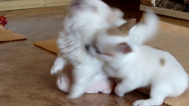 Детки Фиби и Корбика