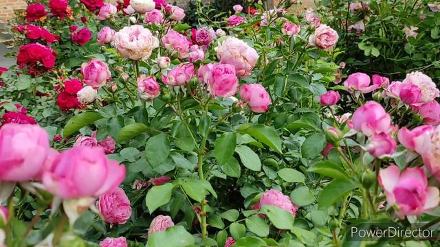 Троянда Леонардо да Вінчі (Leonardo Da Vinci)