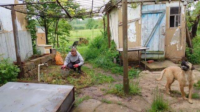 Преображение двора своими руками.Часть 1.#жизньвдеревне #сад #семейныйканал