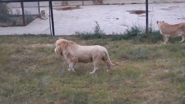 В наушниках не слушать! МОЩНЫЕ голоса львов?️?️ Тайган смотреть онлайн