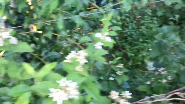 Малина Пшехиба, черешня и ежевика. смотреть онлайн