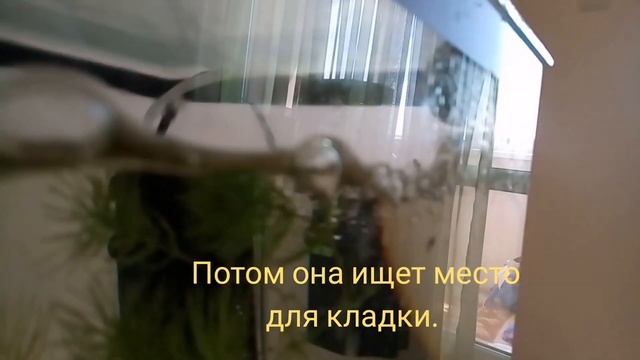 Разведение ампулярий смотреть онлайн