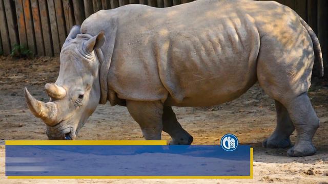 თბილისის ახალი ზოოპარკი / Tbilisi New Zoo - 2021 смотреть онлайн