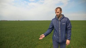 31я фаза озимой пшеницы - время применять регуляторы роста. Моддус