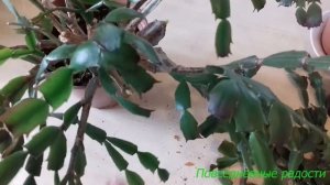 Формировка декабриста (Шлюмбергер) в подробностях