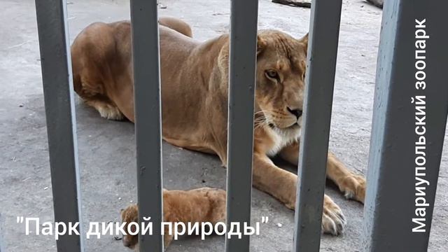 🦁В МАРИУПОЛЬСКОМ ЗООПАРКЕ ПОПОЛНЕНИЕ: У НАС РОДИЛСЯ ЛЬВЕНОК! смотреть онлайн