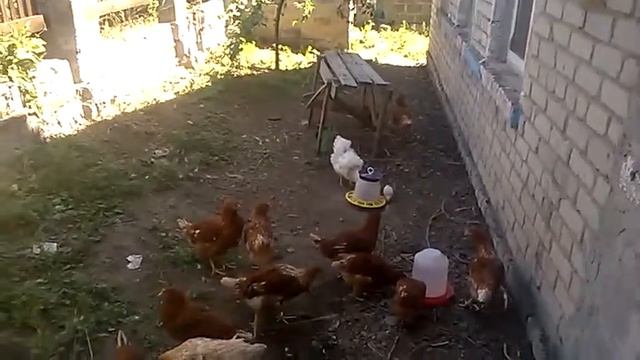 Кто в доме хозяин. смотреть онлайн