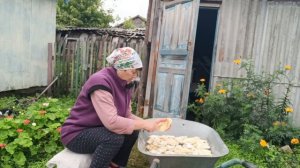 Нескучная жизнь на пенсии/Вожусь с грибами/ Взяла секатор и пошла в огород/