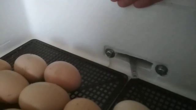 Немного про инкубатор Несушка 77. смотреть онлайн