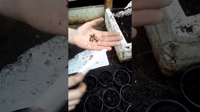 Когда сеять перец, помидоры, баклажаны на рассаду по лунному календарю 2021 смотреть онлайн
