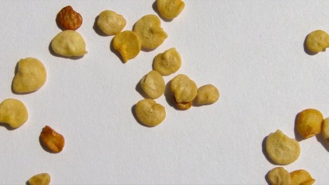 ЗАМОЧИТЕ СЕМЕНА В ЭТОМ! ВЗОЙДУТ ВСЕ! УРОЖАЙ ОГРОМНЫЙ БУДЕТ КАК ОГУРЦОВ ТАК И ТОМАТОВ! смотреть онлайн