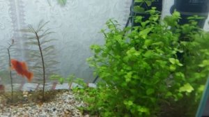 РАЗВЕДЕНИЕ ПЕТУШКОВ. ПОДГОТОВКА И НЕРЕСТ.