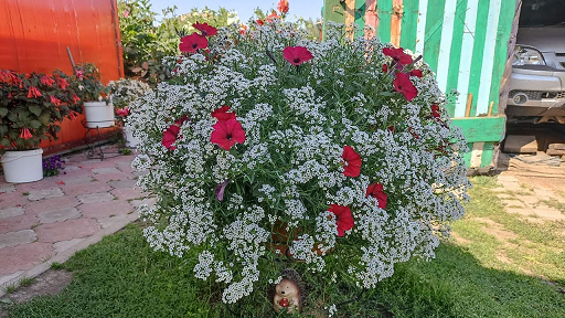 Алиссум Сноу Принцесс! Переваливаю рассаду в больший объём. смотреть онлайн