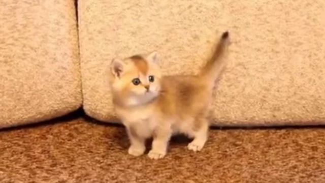 ЭТО САМЫЕ МИЛЫЕ В МИРЕ КОТЯТА! САМОЕ МИЛОЕ ВИДЕО! смотреть онлайн