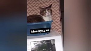 Мне уже этот мир абсолютно понятен?????????