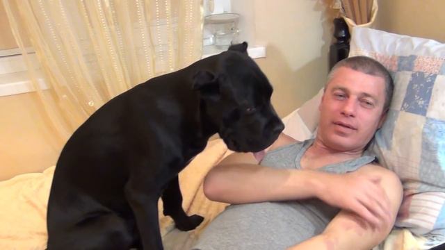 Funny Cane Corso dog pochesaka смотреть онлайн