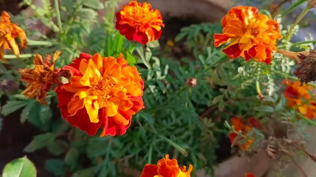 This Offline Phone is Good & Bad... Vivo Y100 смотреть онлайн