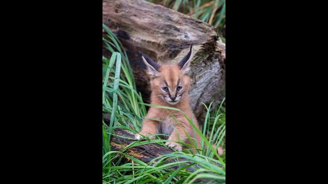 каракал, где обитает?