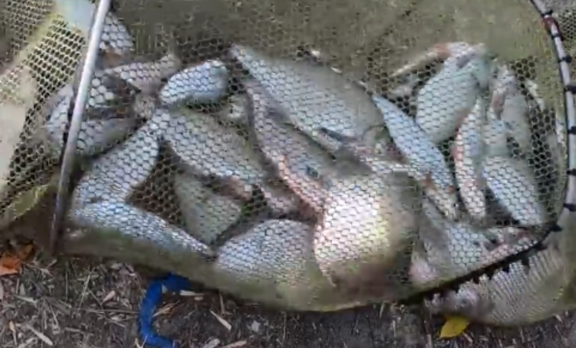 С ФИДЕРОМ НА РЕКЕ ОСЕНЬЮ . ЛОВИМ РЫБЦА,ЛЕЩА НА КАЛЬМАРА И КРЕВЕТКУ . ПРОБУЕМ ПРИКОРМКУ НА РЫБЦА. смотреть онлайн