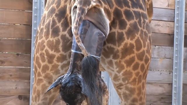 How Giraffe Giving Birth In The Zoo ? смотреть онлайн