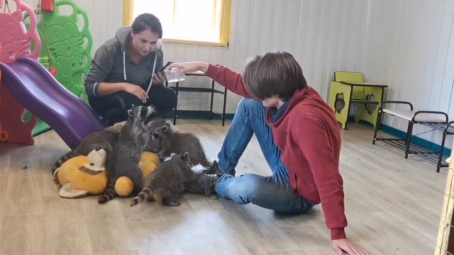 Енототерапия. В гостях у енотов. Ферма ЕНОТОВ с. Сизая Сибирь смотреть онлайн