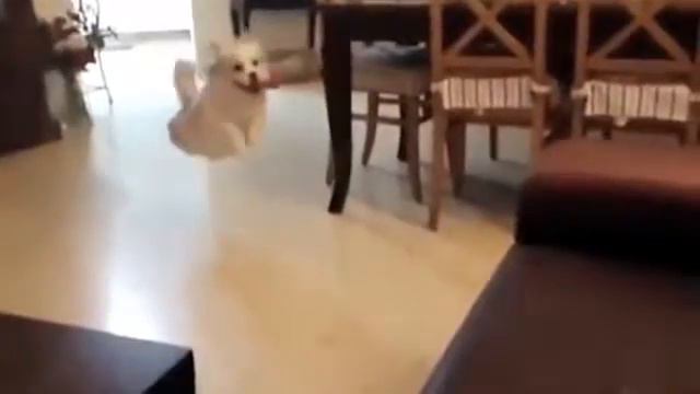 СОБАКИ - НАШИ ЛУЧШИЕ ДРУЗЬЯ! ЗАБАВНЫЕ ПРИКОЛЫ С ЖИВОТНЫМИ 2016. ПРИКОЛЫ С СОБАКАМИ 2016. смотреть онлайн