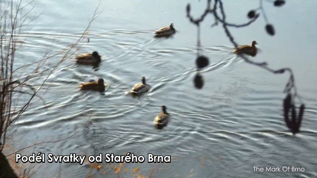 30 míst kam jít na výlet za přírodou a zvířaty v okresu Brno - Marek z Brna смотреть онлайн