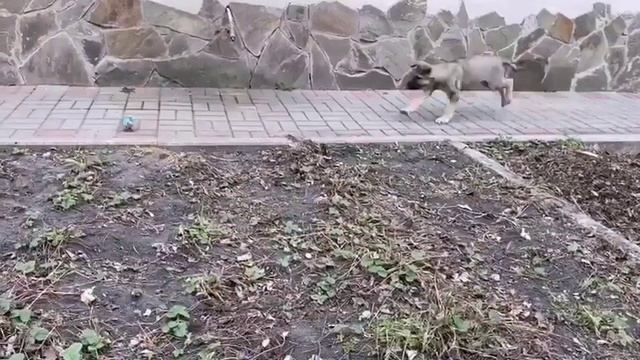 Фиелисс Рубикон