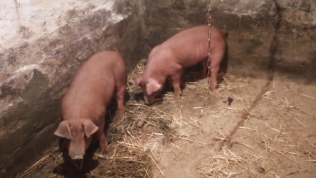 Вес поросят в 2 месяца ? смотреть онлайн
