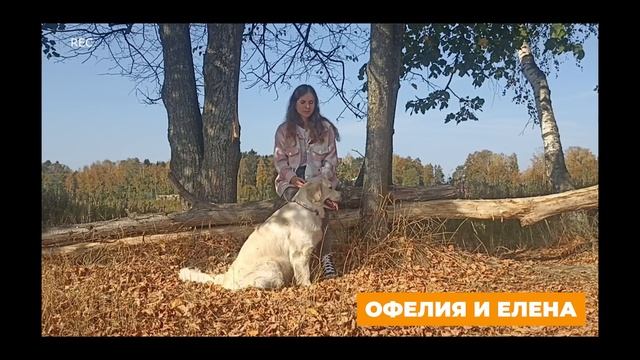 Золотистый ретривер ? Все о породе голден ретривер, плюсы и минусы, уход, отзывы, дрессировка ? смотреть онлайн