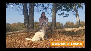 Золотистый ретривер ? Все о породе голден ретривер, плюсы и минусы, уход, отзывы, дрессировка ?