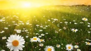 Вставай с первыми лучами вставай