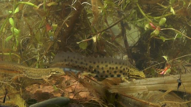 Traszka grzebieniasta (Triturus cristatus) & Traszka zwyczajna (Lissotriton vulgaris) смотреть онлайн