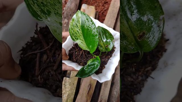 Tanaman Scindapsus Treubii Moonlight Variegata смотреть онлайн