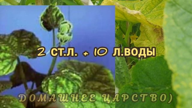 Желтеют листья на огурцах.Чем помочь? смотреть онлайн