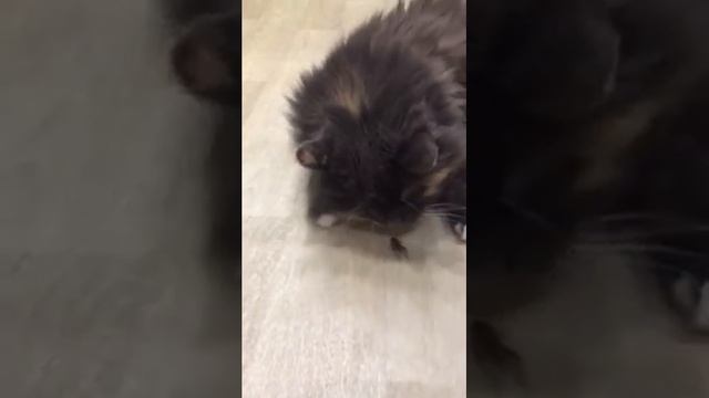 Кошка нашла сверчка смотреть онлайн