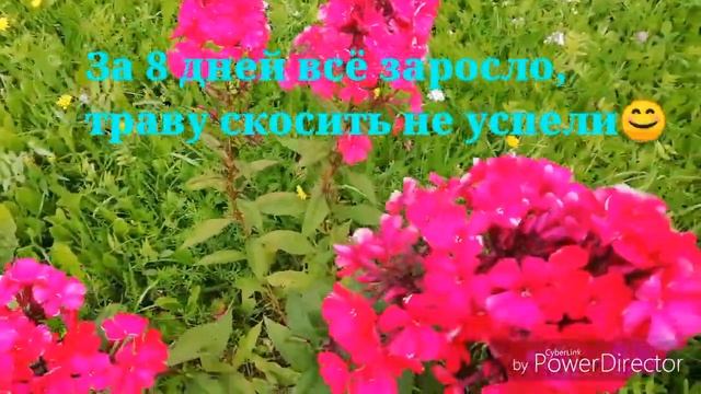 Лето Дача Цветы./Дачные зарисовки.//Роза Принцесса Монако - красотка!!! Гортензии. Флоксы. смотреть онлайн