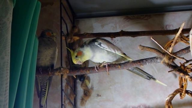 Запоздалый влог. Одна пуховая попка и спящий перьевой шарик)