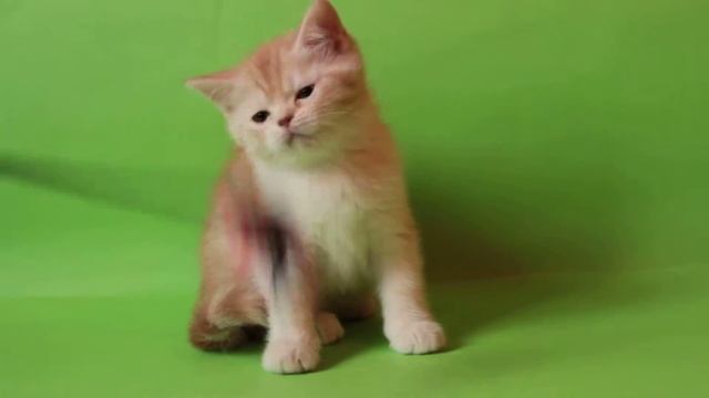 Archibald, скоттиш страйт окрас красный пятнистый серебристый с белым смотреть онлайн